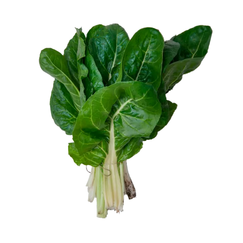 Acelga